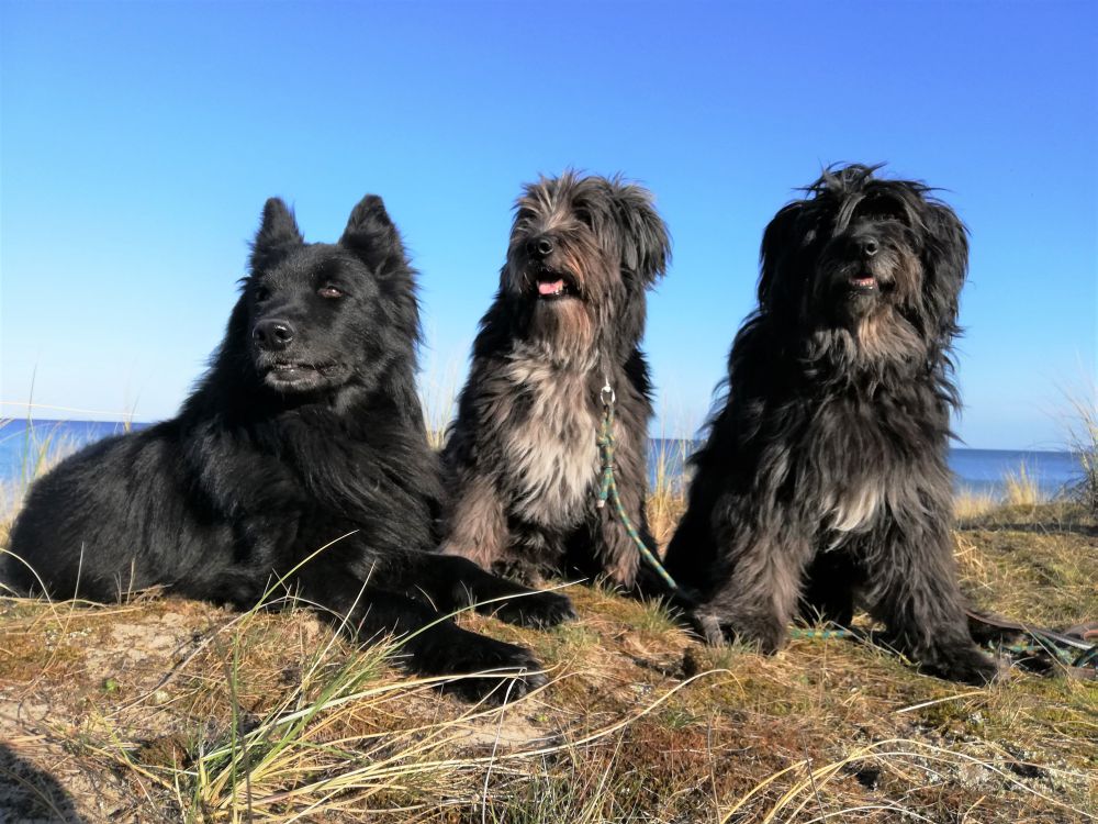 Face, Mante und Jule